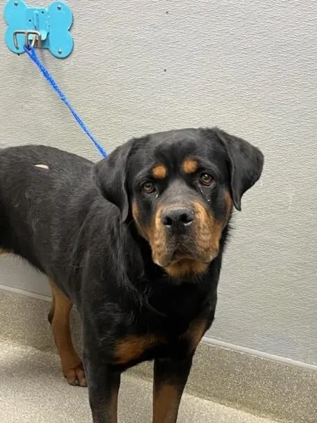 An adult large-sized female Rottweiler dog named Rosetta for adoption in Las Vegas, NV