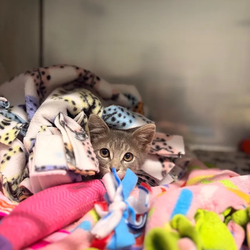 A baby small-sized male Gray / Blue / Silver Domestic Short Hair cat named Poptart for adoption in Summerville, SC