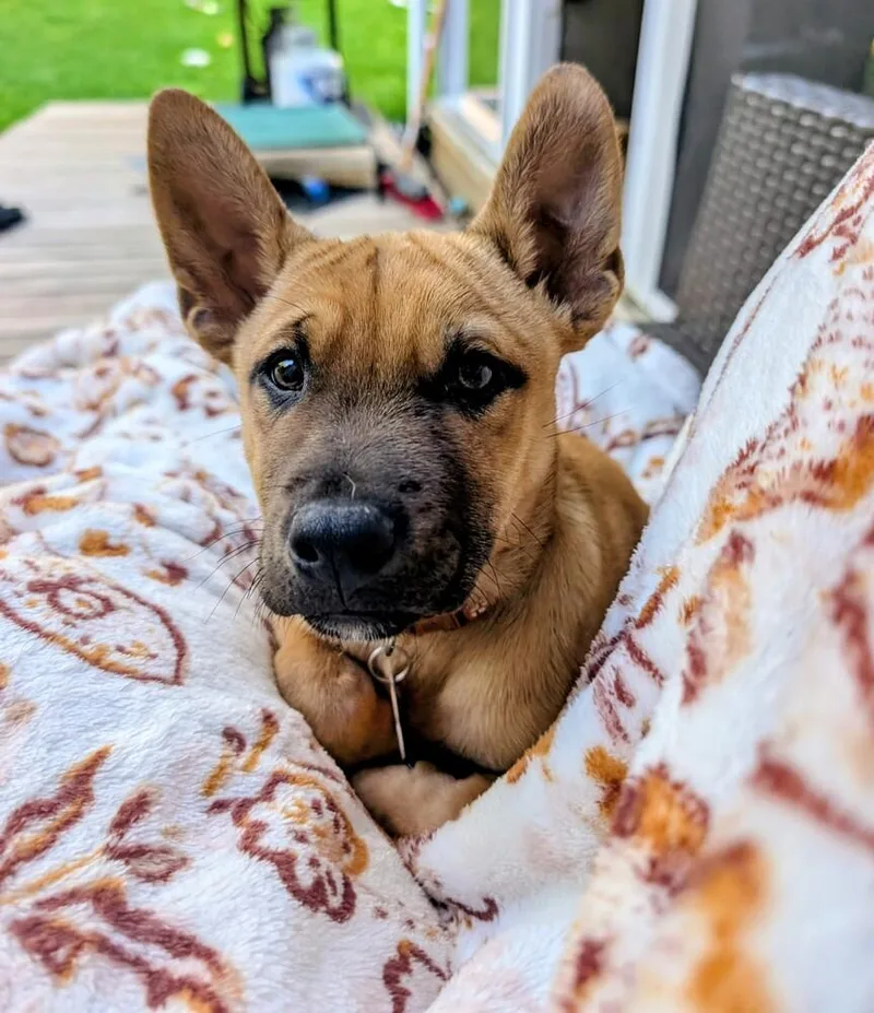 A baby medium-sized male Yellow / Tan / Blond / Fawn Husky dog named Labrador Sea for adoption in Waunakee, WI