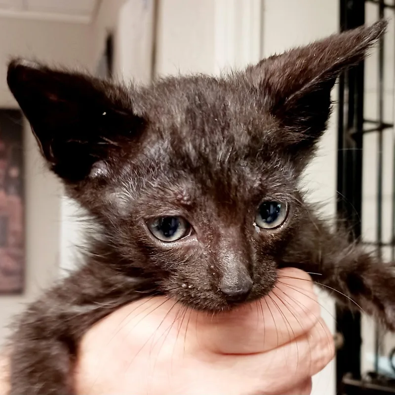 A baby medium-sized male Black Domestic Short Hair cat named Darth Vader for adoption in Bulverde, TX