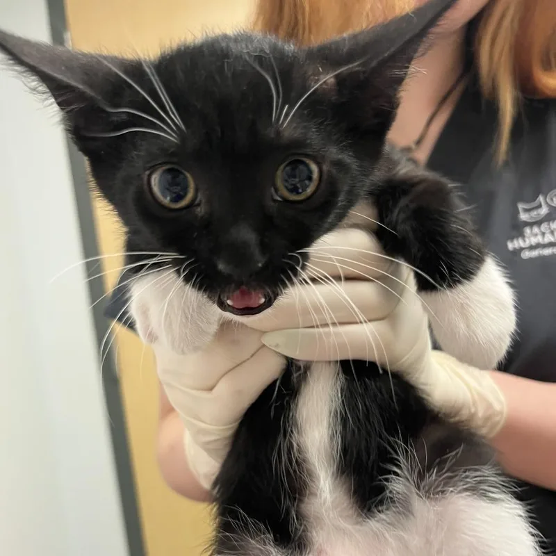 An adult large-sized male Black Domestic Short Hair cat named Meadow for adoption in Jacksonville, FL