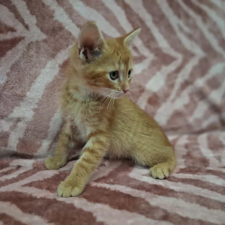 Hamish