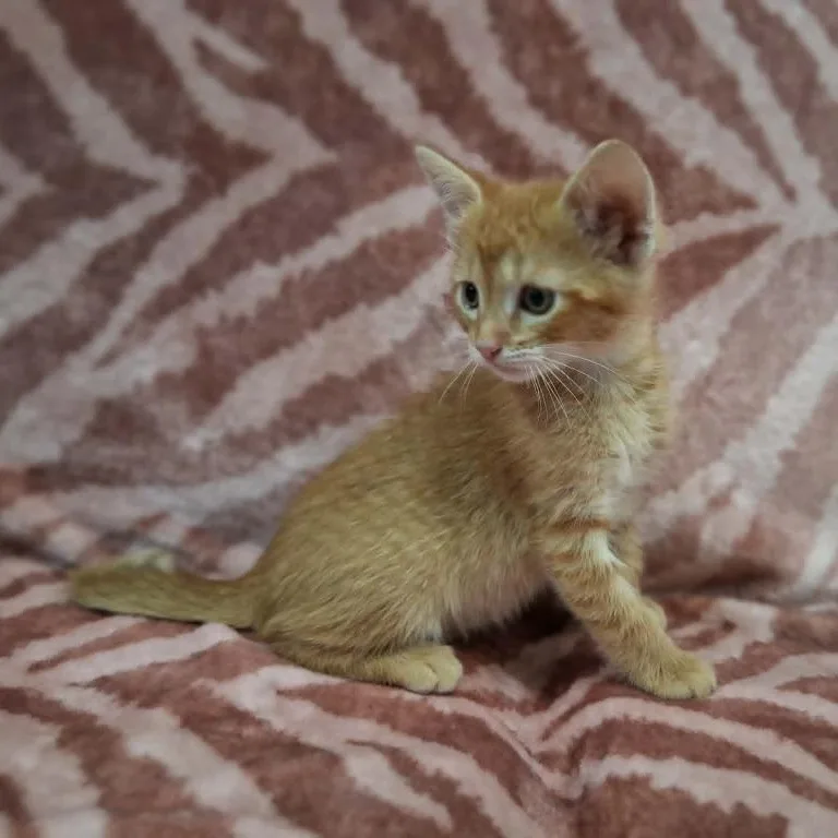 Hamish thumbnail 2