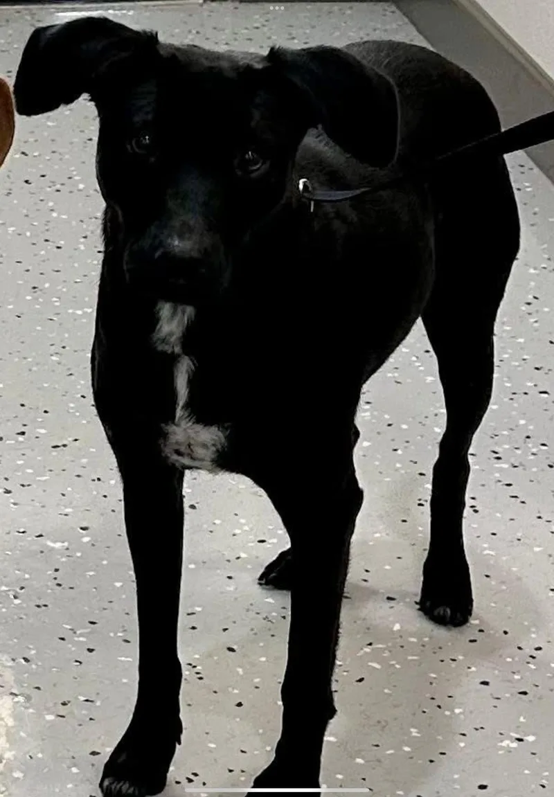 A young medium-sized female Black Labrador Retriever dog named Dove for adoption in Sherman, TX