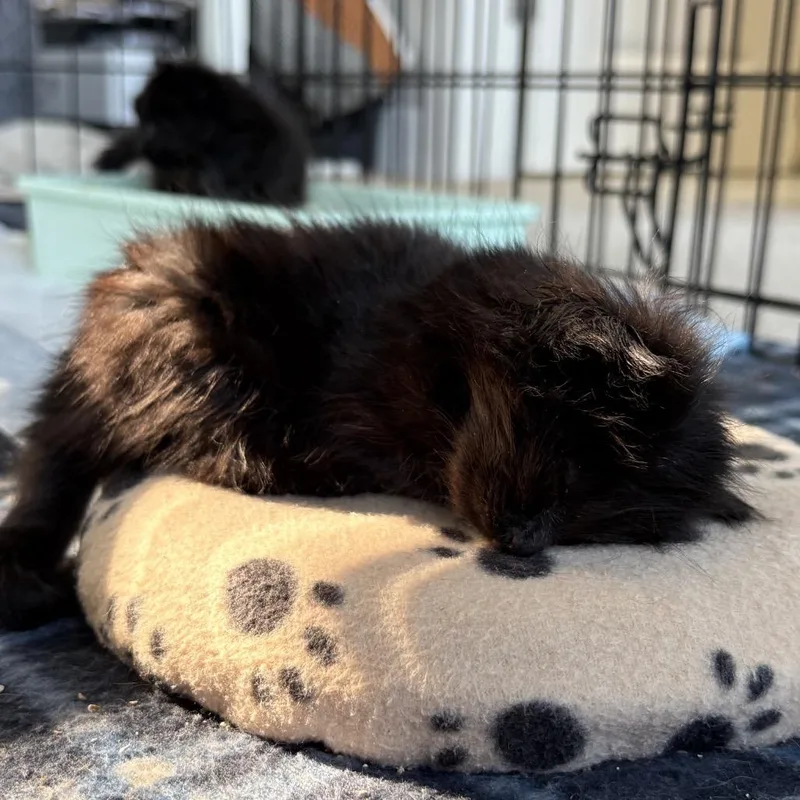 A baby small-sized male Black Domestic Short Hair cat named Parmasan for adoption in Ashland, OR