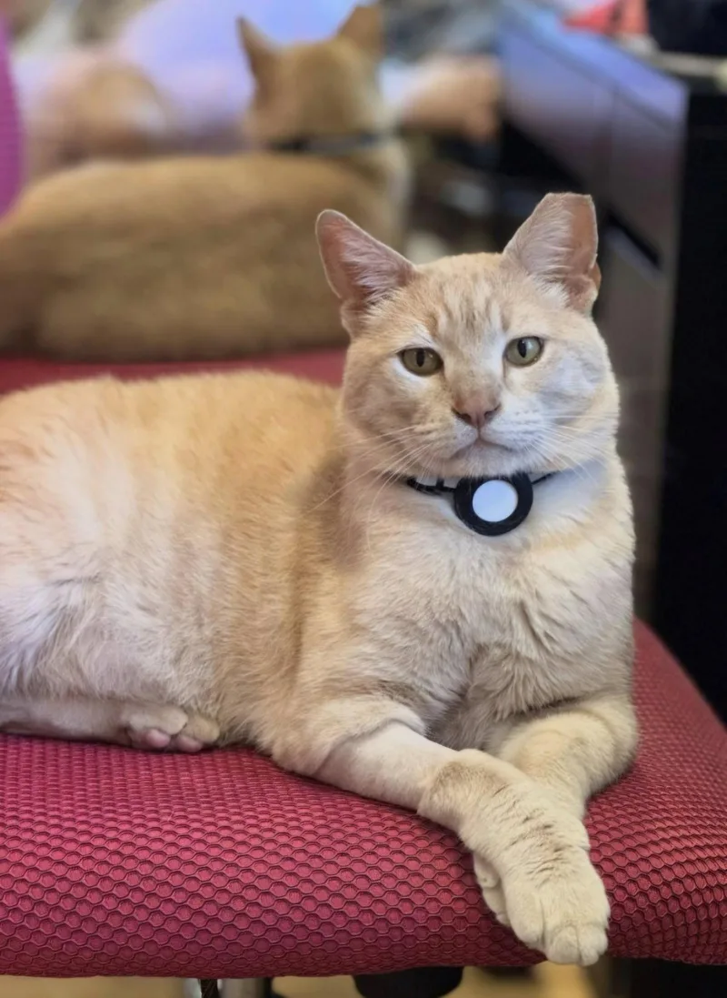 An adult medium-sized male Domestic Short Hair cat named Beigey for adoption in San Jose, CA