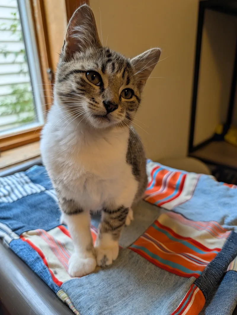 A baby small-sized male Tabby (Buff / Tan / Fawn) Domestic Short Hair cat named Pip for adoption in Manistique, MI