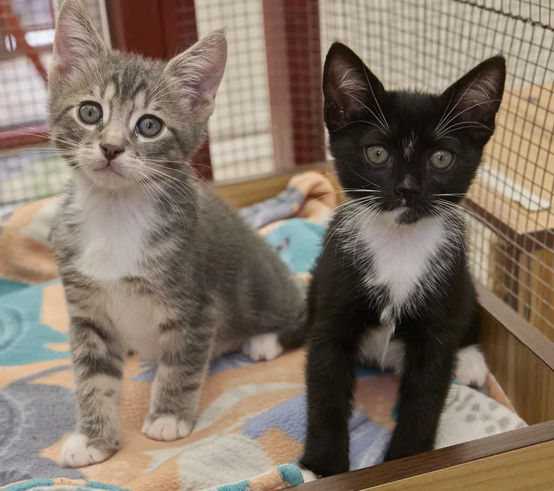 A baby medium-sized female Domestic Short Hair cat named Peyton PuddyCat and Dorian for adoption in Santa Barbara, CA