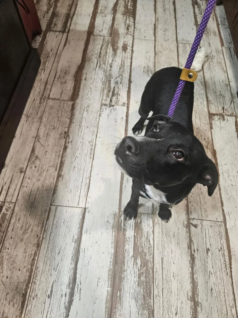An adult medium-sized female American Staffordshire Terrier dog named Bunny for adoption in San Diego, CA