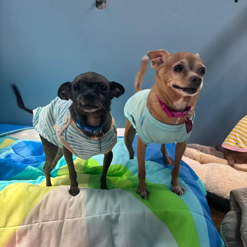 A senior small-sized female Yellow / Tan / Blond / Fawn Chihuahua dog named Lulu for adoption in Philadelphia, PA