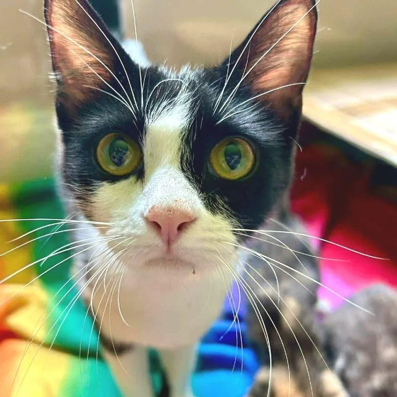 An adult small-sized female Black Domestic Short Hair cat named Mimsy for adoption in Huntsville, AL
