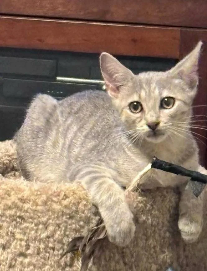 A baby small-sized male Domestic Short Hair cat named Brucie for adoption in Chicago, IL