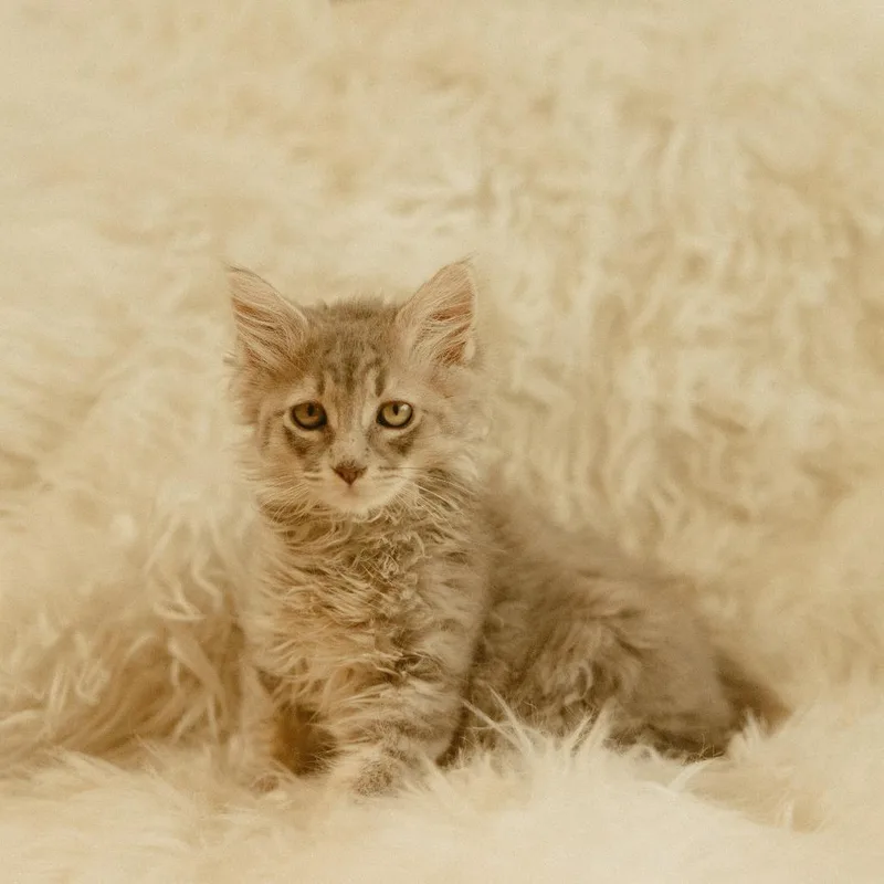 A baby small-sized female Domestic Medium Hair cat named Jupiter for adoption in Tacoma, WA