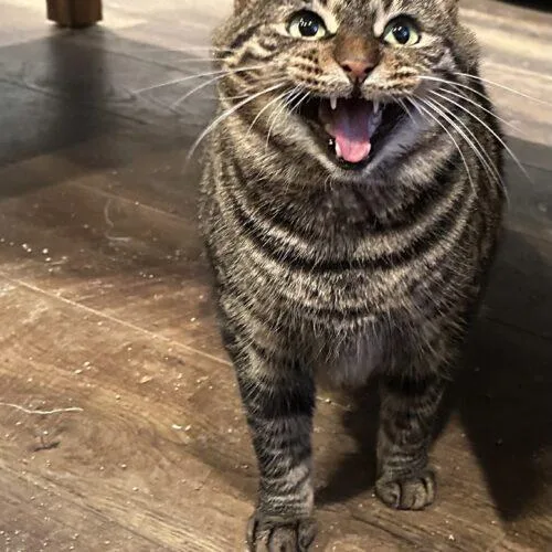 An adult medium-sized female Tabby (Brown / Chocolate) Domestic Short Hair cat named Morel for adoption in Tipp City, OH