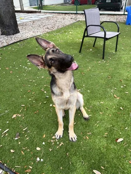 A young large-sized female German Shepherd Dog dog named Bella for adoption in North Miami Beach, FL