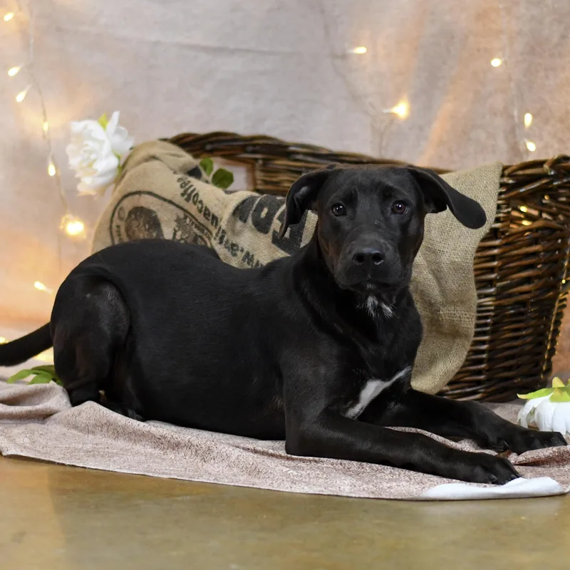 A young medium-sized male Black Mixed Breed dog named Rj for adoption in Defuniak Springs, FL