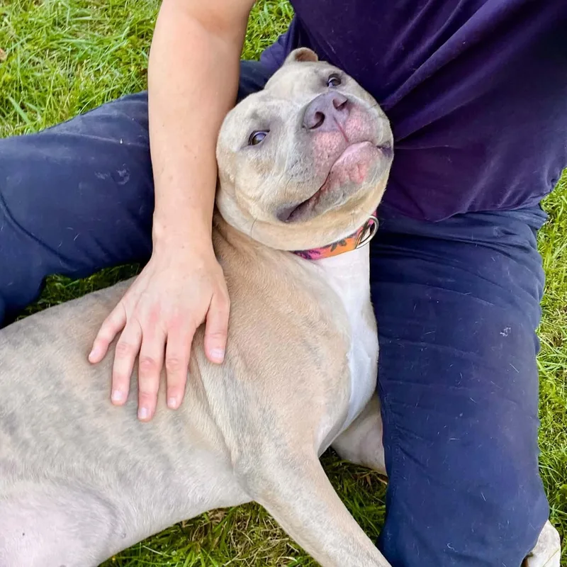A young large-sized male Brindle American Staffordshire Terrier dog named Dwayne for adoption in Williston, VT