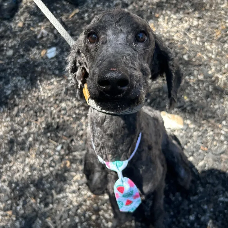A young medium-sized male Black Mixed Breed dog named Fizz for adoption in Decatur, GA