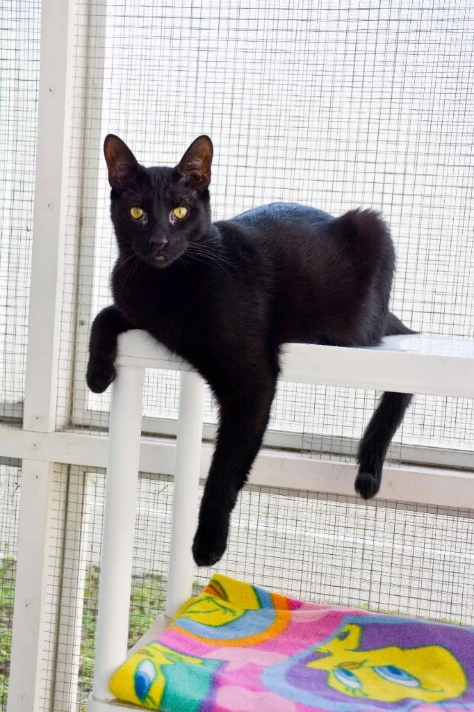 A young small-sized male Domestic Short Hair cat named Ivan for adoption in New Bern, NC