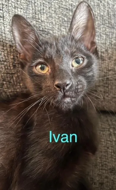 Ivan thumbnail 3