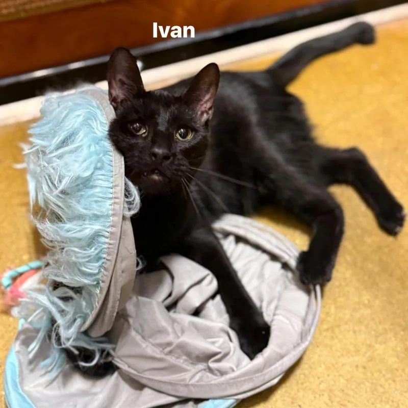 Ivan thumbnail 5