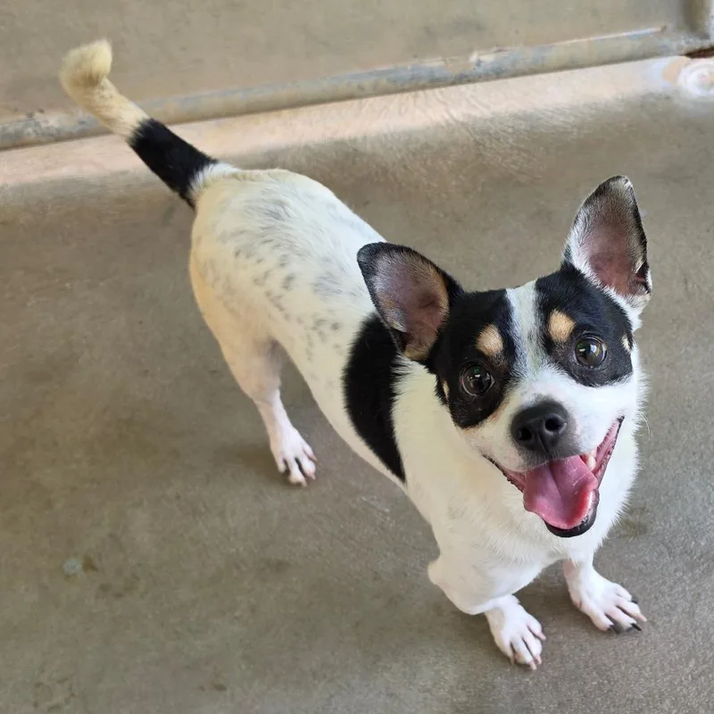 An adult small-sized male White / Cream Chihuahua dog named Sundae for adoption in Waynesboro, PA