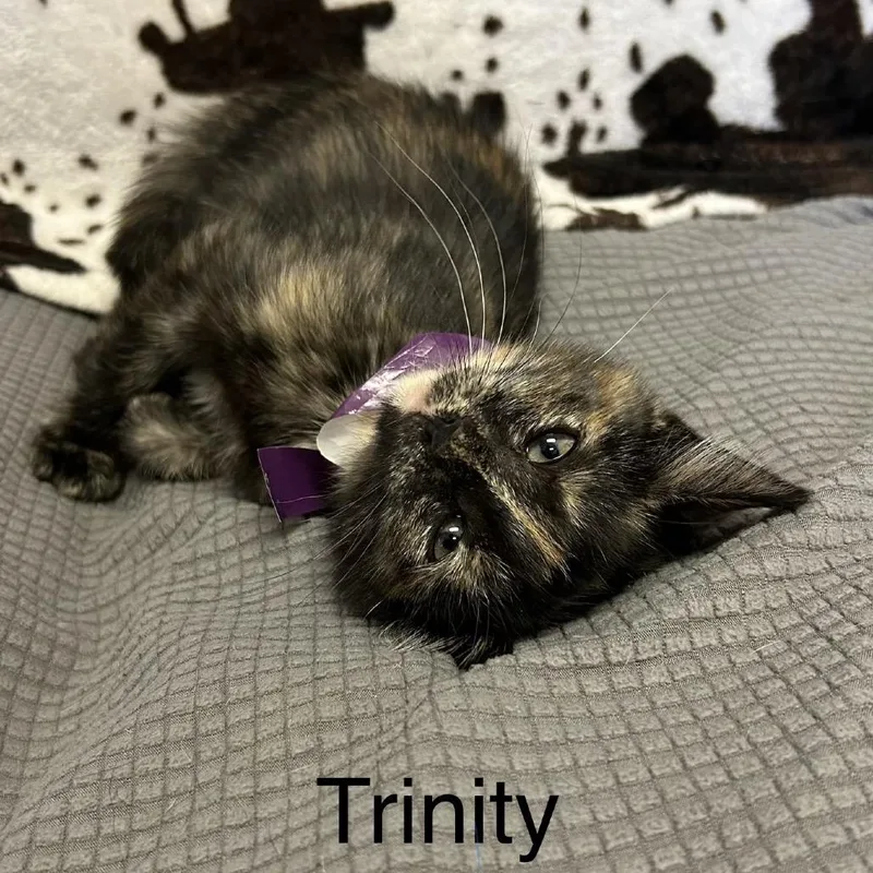 A baby small-sized female Black Domestic Short Hair cat named Trinity for adoption in Buffalo, MN