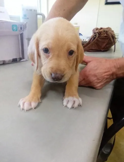 A baby large-sized male Hound dog named Pinecone for adoption in Austin, MN
