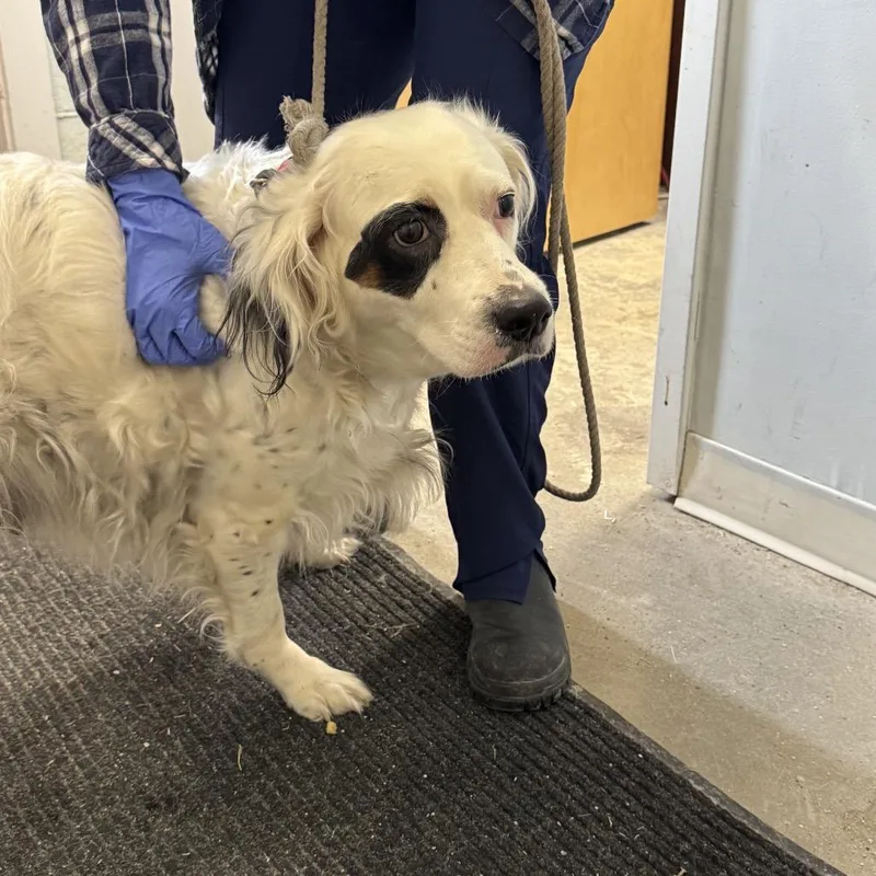 A senior large-sized female White / Cream English Setter dog named Pearl for adoption in Pittsford, VT