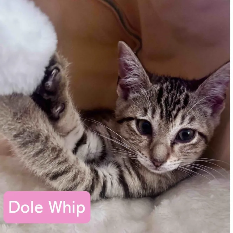 A baby medium-sized female Domestic Short Hair cat named Dole Whip for adoption in Hoover , AL