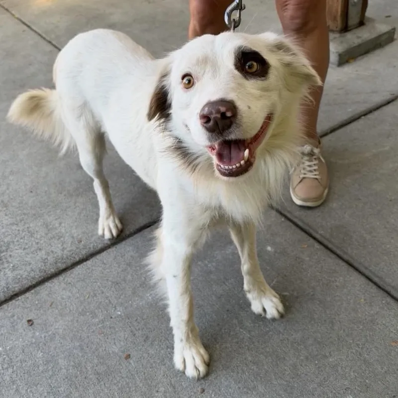 An adult medium-sized male White / Cream Border Collie dog named Buck for adoption in Point Richmond, CA