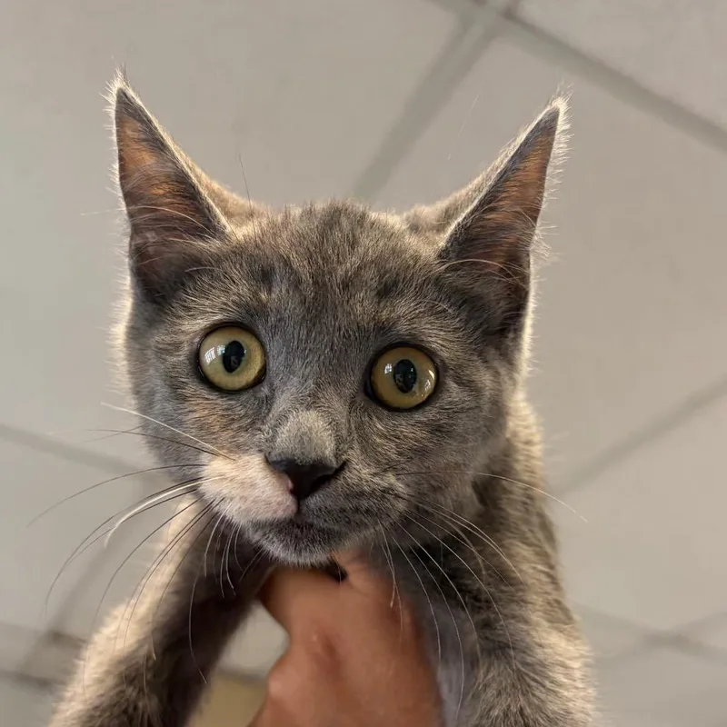 A baby small-sized female Tortoiseshell Domestic Short Hair cat named Sunny for adoption in Santa Barbara, CA