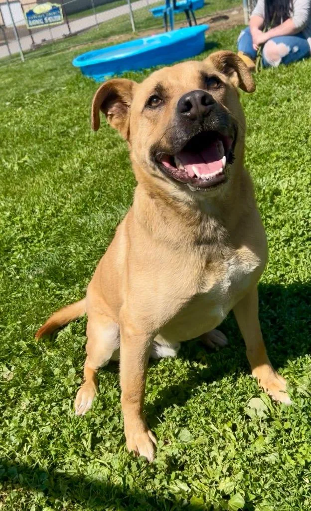 Bosco