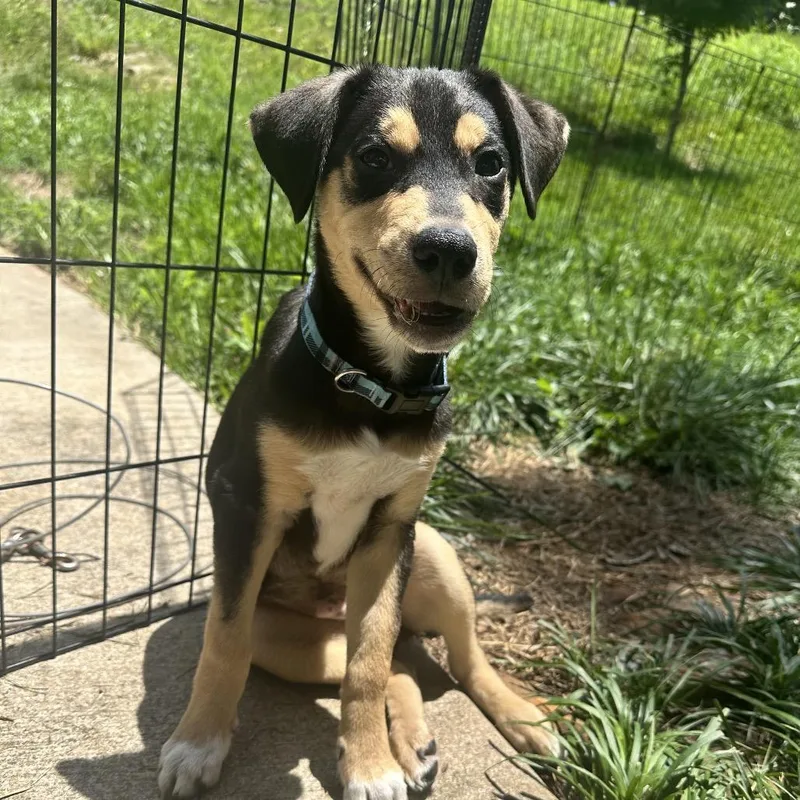 A baby small-sized male Black Hound dog named Womble for adoption in Bessemer, AL