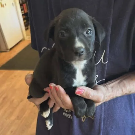 A baby large-sized female Black Labrador Retriever dog named Odette for adoption in Alexandria, VA