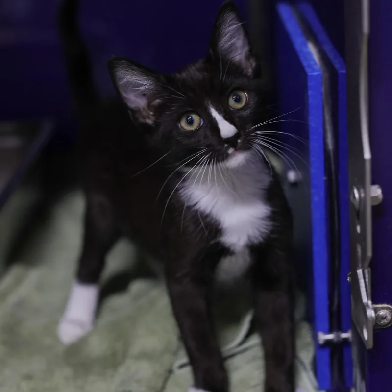 A baby small-sized male Black Domestic Short Hair cat named Loganberry for adoption in Los Angeles, CA