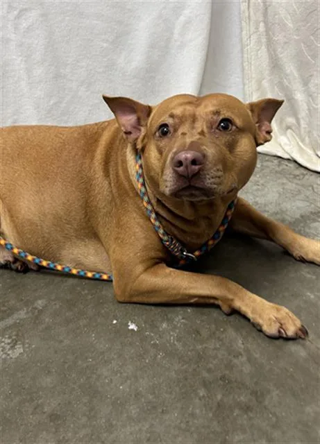 A young large-sized female Pit Bull Terrier dog named A for adoption in Rosenberg, TX