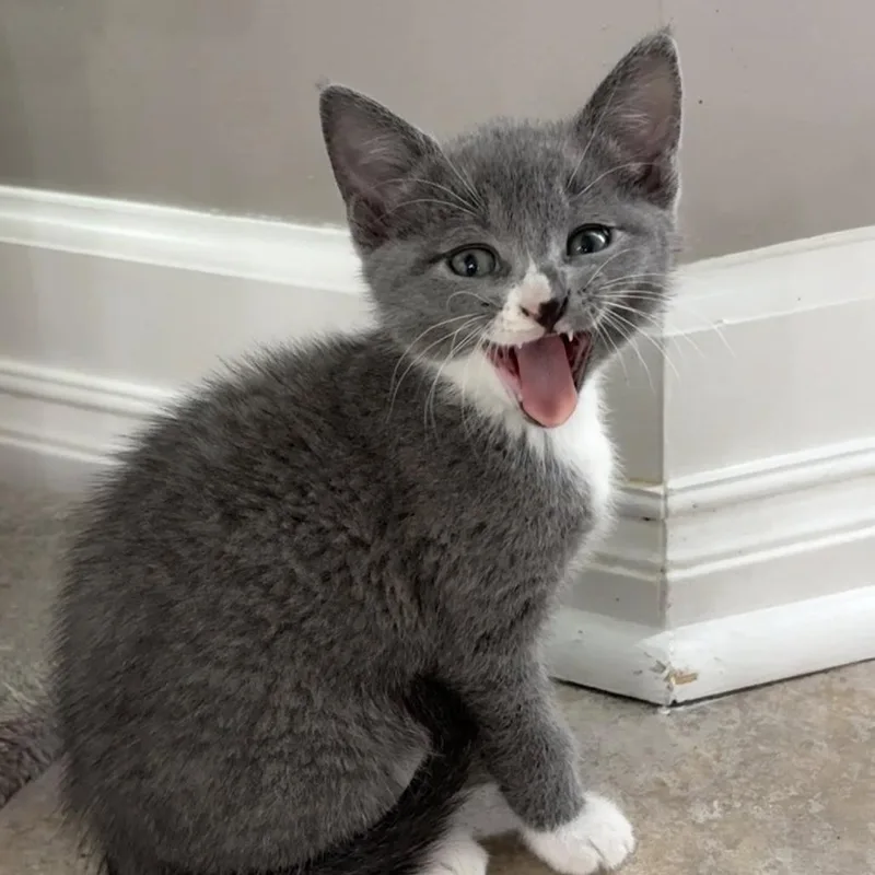 A baby small-sized female Gray / Blue / Silver Domestic Short Hair cat named Mayfield for adoption in Columbus, GA