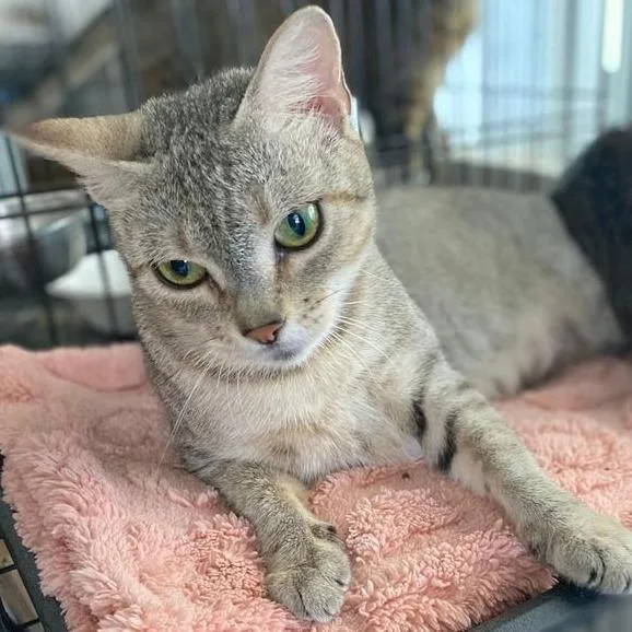 A young medium-sized female Brown / Chocolate Domestic Short Hair cat named Mary for adoption in Boston, MA