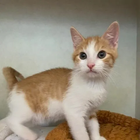 A baby small-sized male Orange / Red Domestic Short Hair cat named Ernie for adoption in Dayton, OH