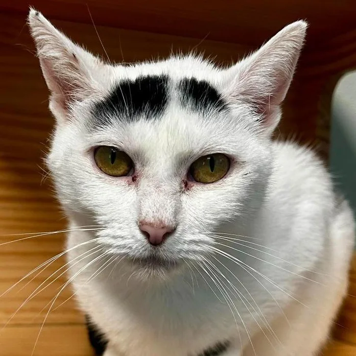 A young large-sized female White Domestic Short Hair cat named Clover for adoption in New Philadelphia, OH