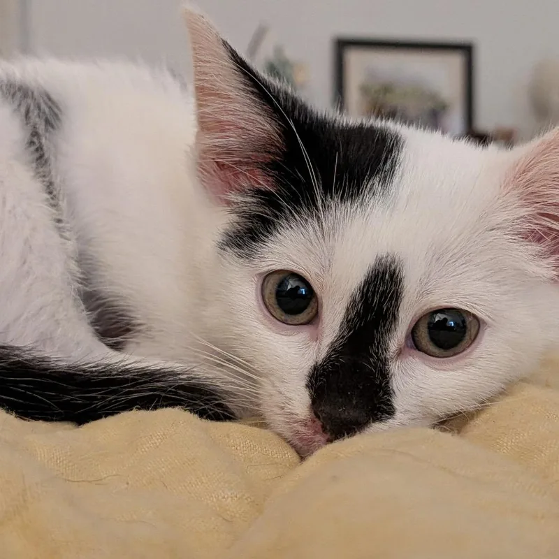 A baby small-sized male White Domestic Short Hair cat named World at Arms for adoption in Fredericksburg, VA