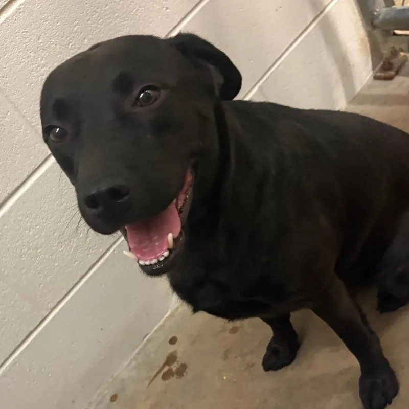 An adult medium-sized male Black Labrador Retriever dog named Troop  U for adoption in Tupelo, MS