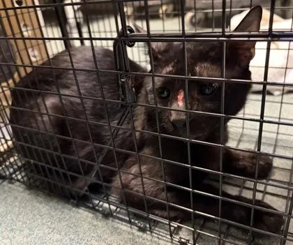 An adult medium-sized male Domestic Short Hair cat named Louis  Working Cat for adoption in Fairfax, VA