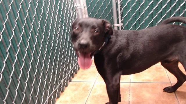 A young medium-sized male Labrador Retriever dog named Laffingwell for adoption in Downey, CA