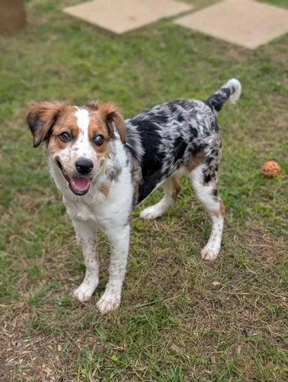 An adult medium-sized female Australian Shepherd dog named Charlotte for adoption in Mansfield, TX