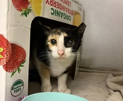 A young medium-sized female Domestic Short Hair cat named Camilla for adoption in Quakertown, PA