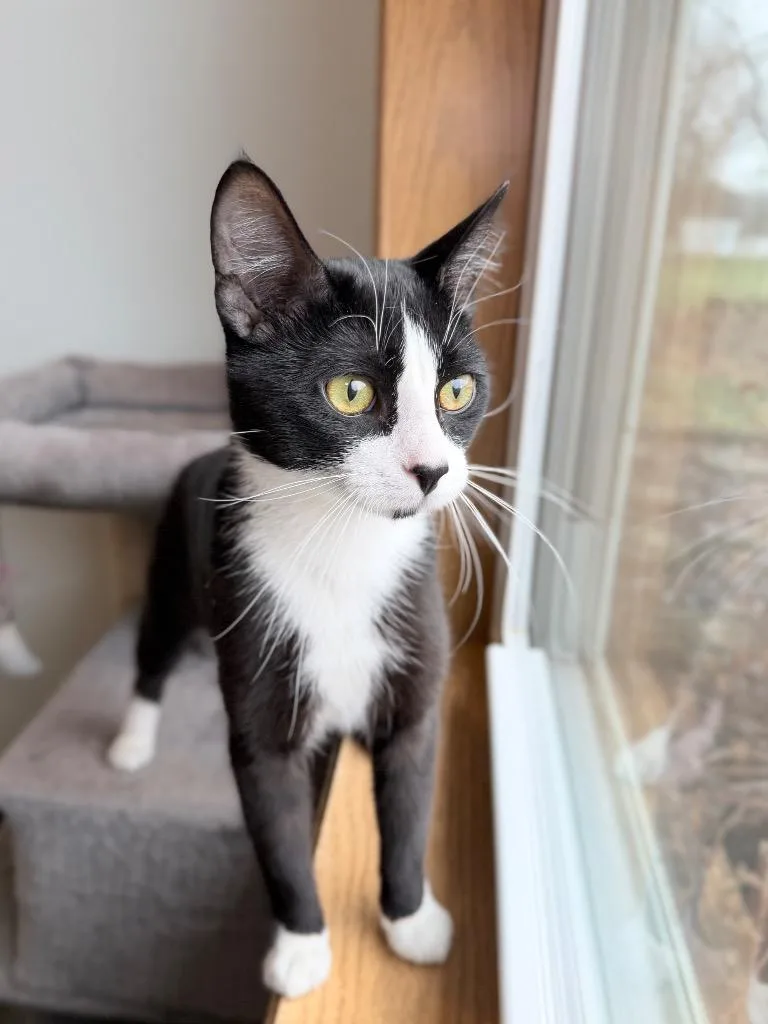 A young medium-sized male Domestic Short Hair cat named Mr. Suit for adoption in Menomonie, WI