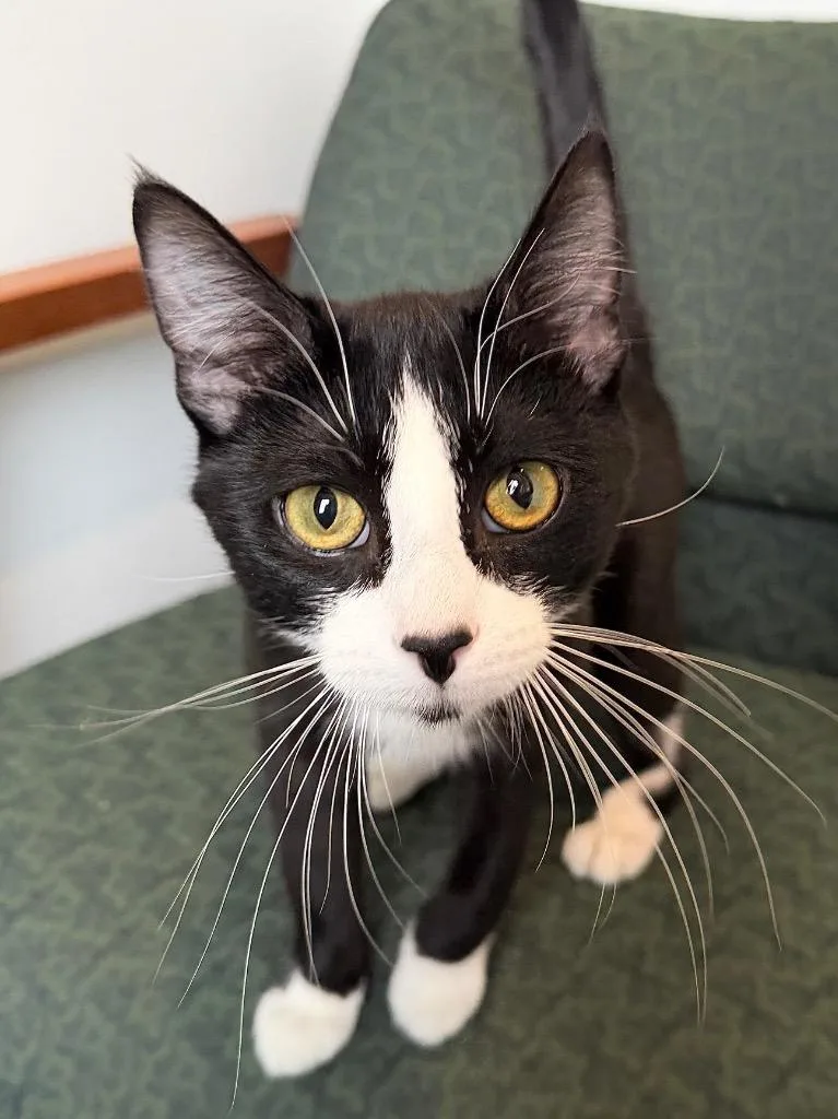 Mr. Suit thumbnail 2