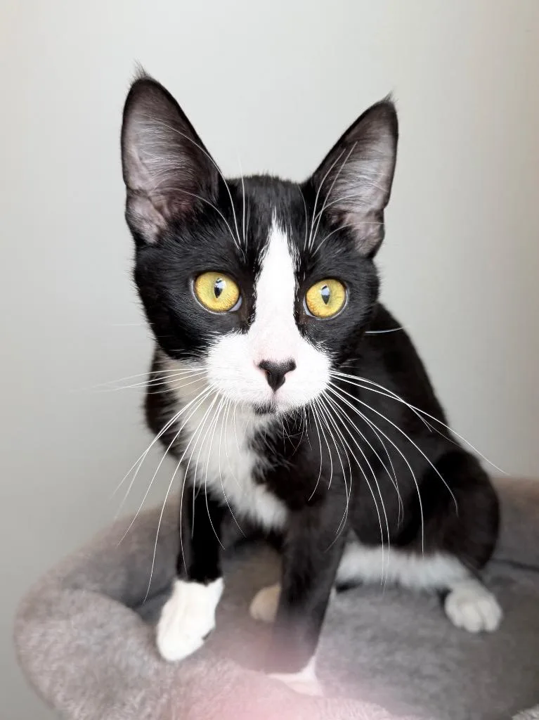 Mr. Suit thumbnail 3